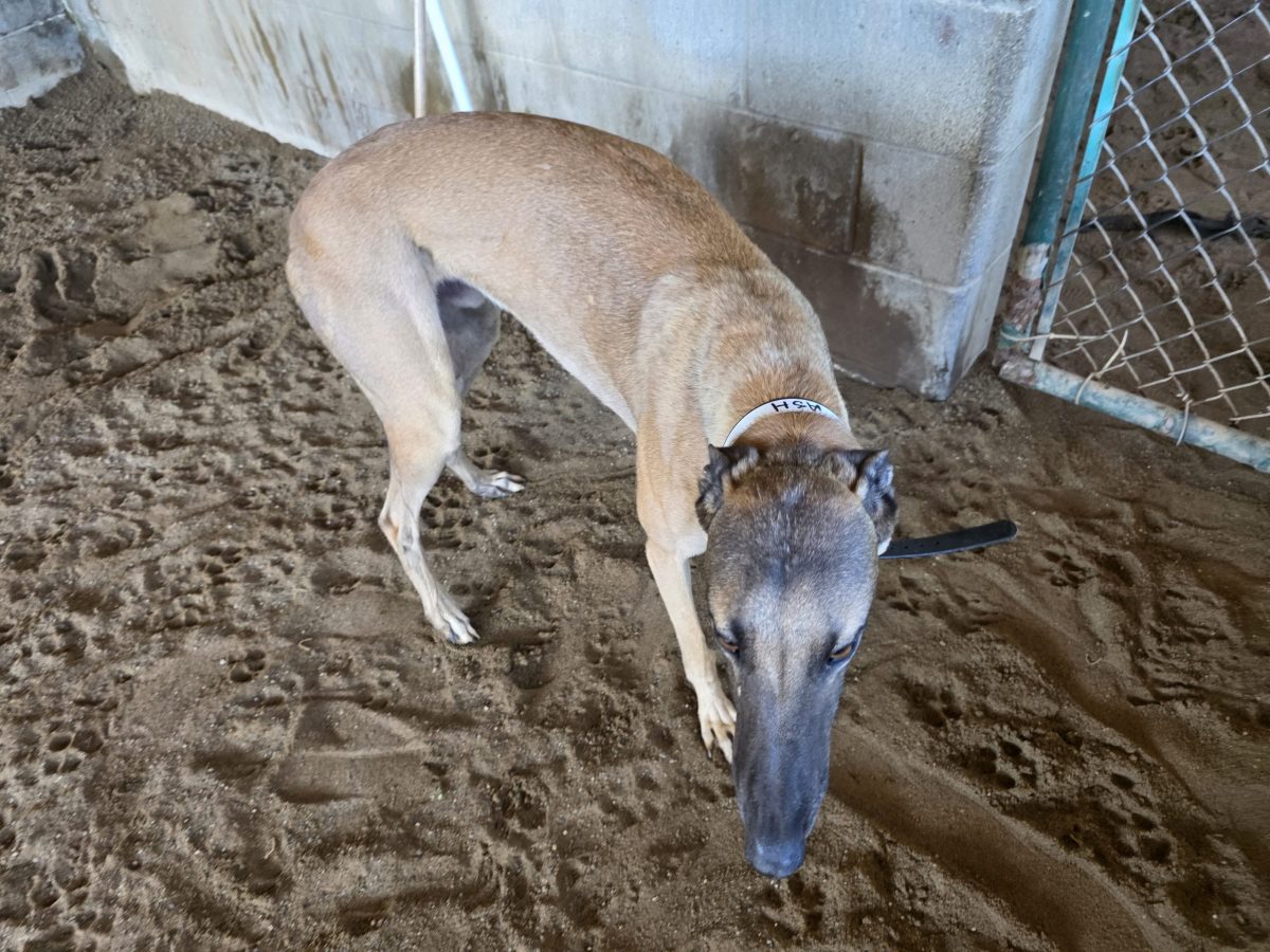 Jessica Jaworowski’s [C’85] dog, LT Ash