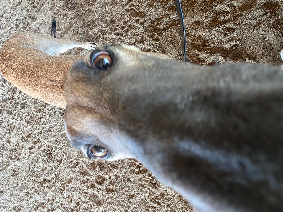 Jessica Jaworowski’s [C’85] dog, LT Ash