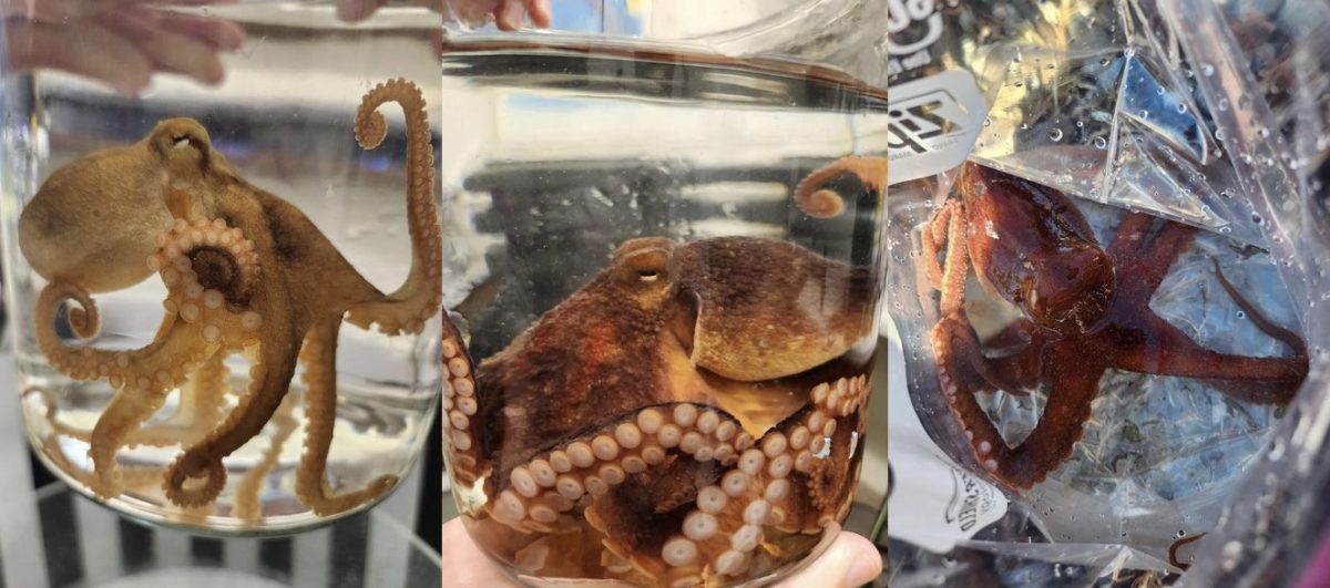 Some close ups of our O. rubescens individuals! From Sierra Joy Williams C’22