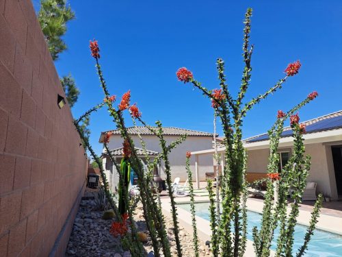 Garden of cacti raised by Fran Edwards C'69, G'71 