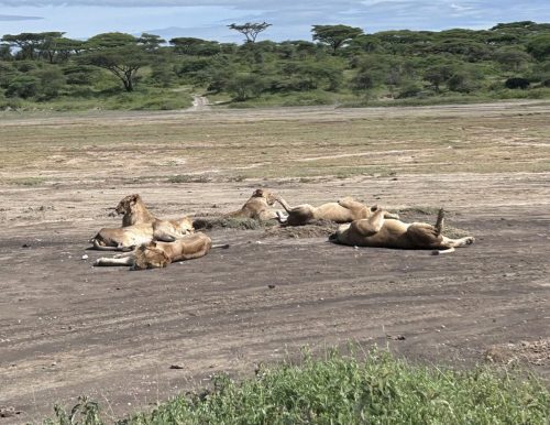 From Rhonda Rush’s [C’71] trip to Tanzania